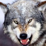 愚民小鎮 🥳 保衛香港! @werewolfbot (入群請先看規定)