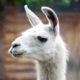 Чат путешественников ПОД РЮКЗАКОМ 2025 СЛЁТ