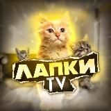 Лапки TV 🐾 Животные 🐶