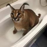 Спотифай взлом ряльно