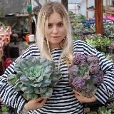 Succo_mother суккуленты