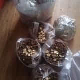 纯中药处方药早泄,阳痿,减肥,痛风