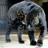 Qora Tabiat | Визитка