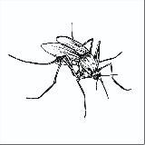 MOSQUITO jewellery