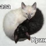 Логово Аспера