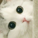 Ты похож на кота😍🔑