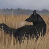 Логово белого волка | Вейнд -