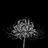 чёрный свет