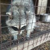 Семейка веселых енотов🥰