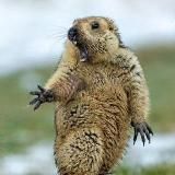 Главред во время чумы