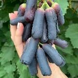 Саженцы ЛПХ Гребенюковы