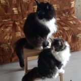 Кот в черном фраке с дамой в белых перчатках