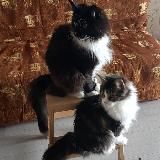 Кот в черном фраке с дамой в белых перчатках