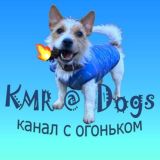 KMR@Dogs Chat🐶