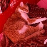 женский форум