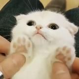 aww - благотворительный канал