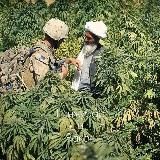 Ганжубас и Закон