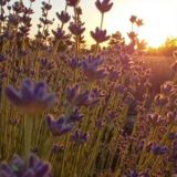 Влюбляю в Крым