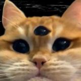 GIF Contact Chat