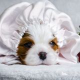 ♔ КАВАЛЕР КИНГ ЧАРЛЬЗ СПАНИЕЛЬ! ЩЕНКИ ККЧС 🍃🌸