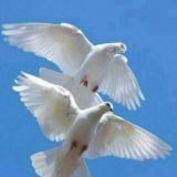 Namangan chortog yuli gurupasi