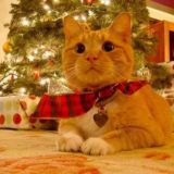 𝚆𝚊𝚕𝚕𝙿𝚊𝚙𝚎𝚛 | Язычки и Темки