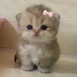 просто лиза