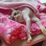 Помощь животным ДНР и России