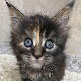 СТАРЫЙ КАНАЛ(kitten beads)