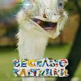 Веселые картинки