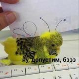 Дежурный по страданиям
