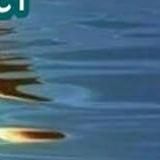 ......