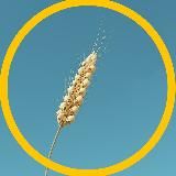 Голод ⚠️🌾
