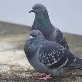 человек-голубь