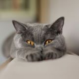 🐈‍⬛ Котейкины тыг-дыки и прочие шалости