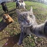 котик ботик