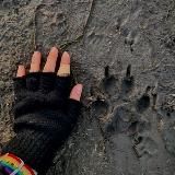 ⚘🌱квадро/териан/хаус🌱⚘