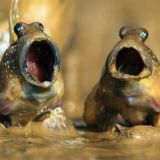 Чокнутый чат