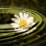 Heilpflanzenwissen Archiv