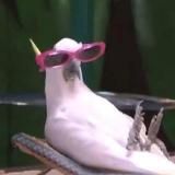 Клуб Чертил