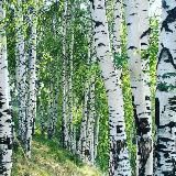 Живу в Подмосковье