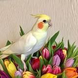 КАСЯ попугай