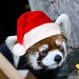 ✨Алый ПандаНяк ✨ Красные панды везде✨