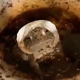 Лягушкина нора