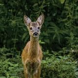 Живая Природа