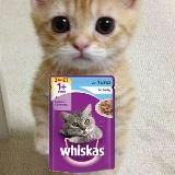 Пруфики Кота вискаса🐱[3 ранг]