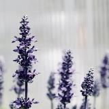 по верёвочной лестнице нервных срывов