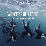 Wonders of Nature