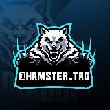 вацапп аренда