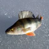 Рыбалка для всех